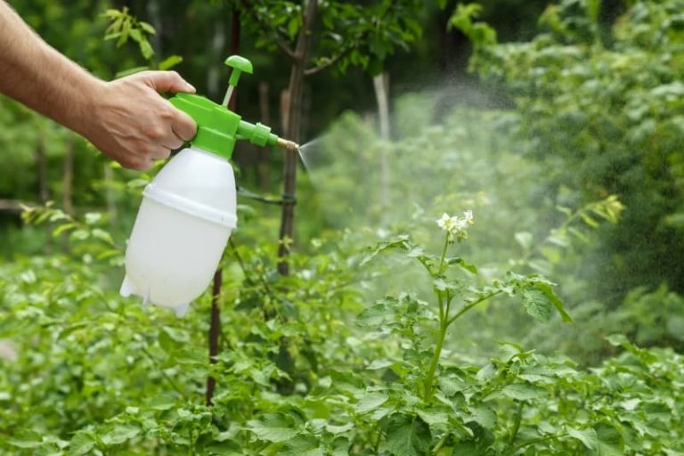 insecticidas naturales ecológicos para plantas para hacer en casa