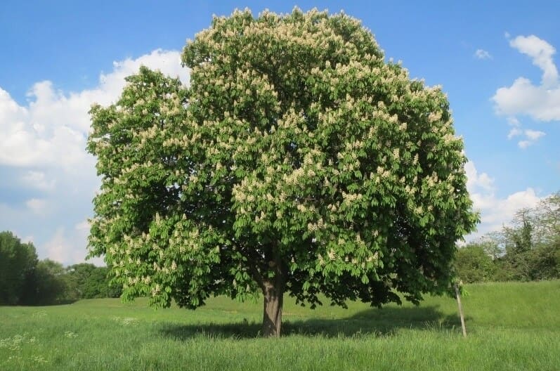 castaño de indias árbol de crecimiento rápido