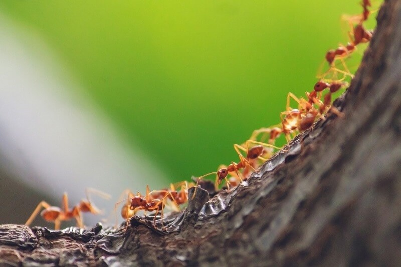 cómo eliminar las hormigas del jardín