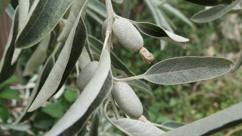 olivo de bohemia