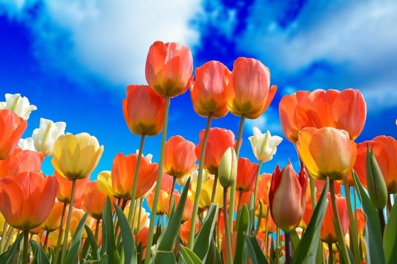 cómo plantar tulipanes