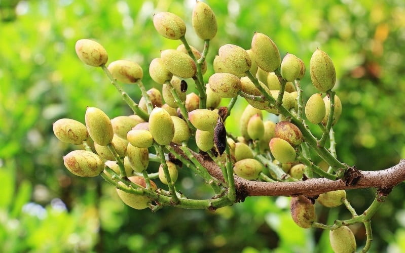 frutos del árbol del pistacho