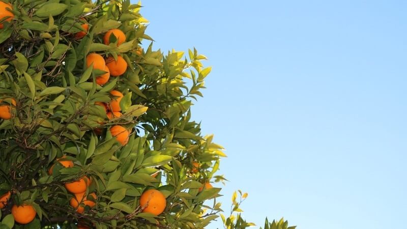 cuándo plantar un árbol mandarino