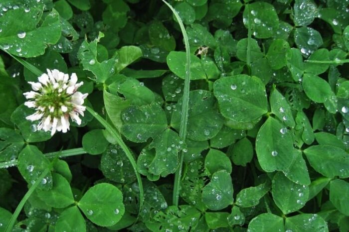 9 Alternativas al Césped convencional para tu jardín