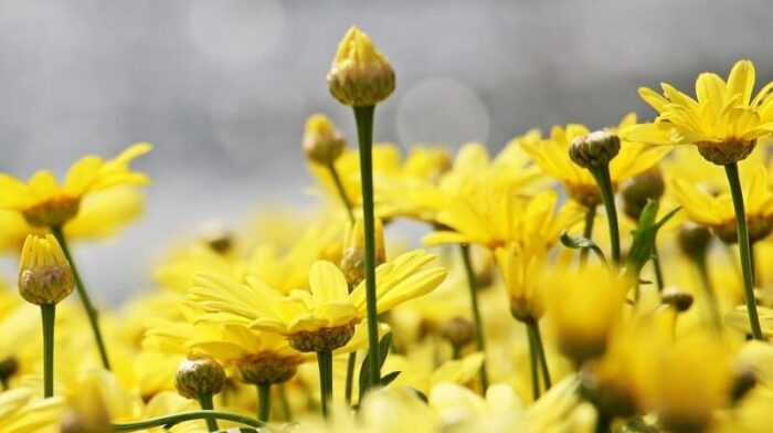 Margaritas Amarillas | Características y cuidados de esta planta
