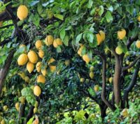 ¿Cuáles son las enfermedades del árbol limonero más frecuentes?