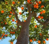 9 Tipos de Árboles Frutales para el Jardín