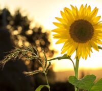 Las 12 Plantas con las Flores Más Resistentes al Sol
